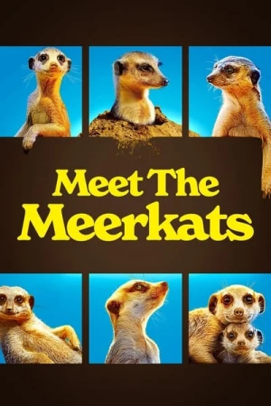  Le Gang des Suricates - Saison 1 affiche 