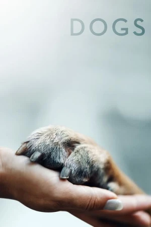  Nos Amis les Chiens - Saison 1 affiche 