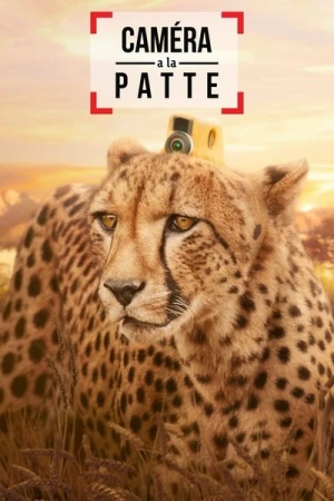  Caméra à la patte - Saison 1 affiche 